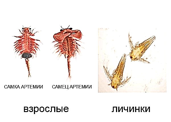 Артемия салина рисунок