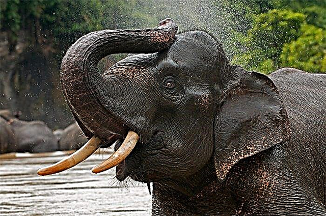Napa gajah mbutuhake trunk