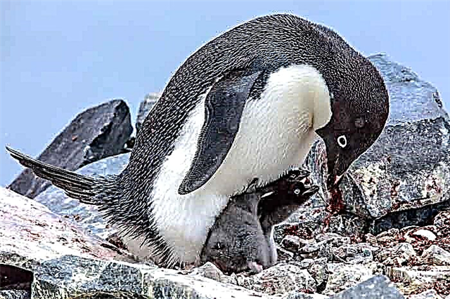 Penguins Adelie