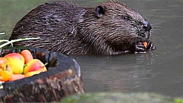 Beaver: unsa man
