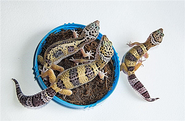 Ofungiyar magoya bayan eublefars (geckos, lizards)