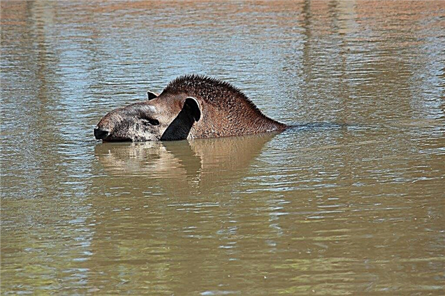 Tapir (lat * Mga ligaw na hayop