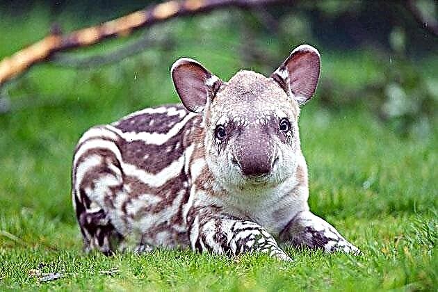Nyama yokhala ngati tapir
