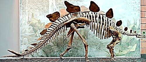 Стегозавр - шөпті динозавр