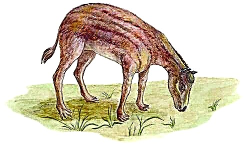 Animalia (XXVII page