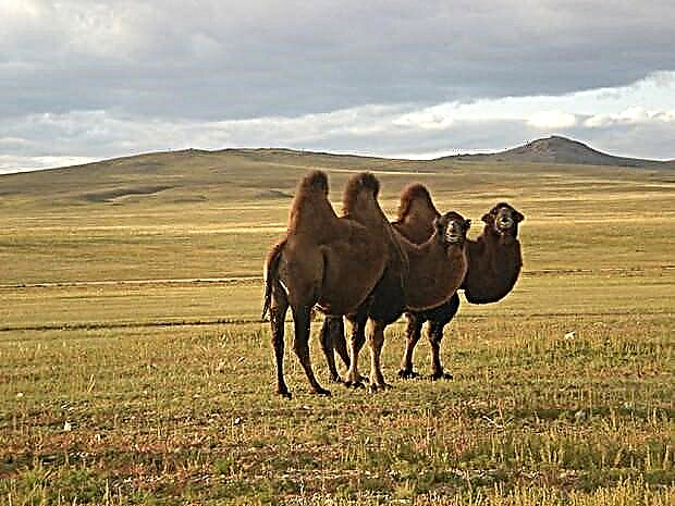 Cameli (Latine: