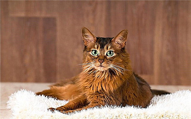 An tSomáil (cat)