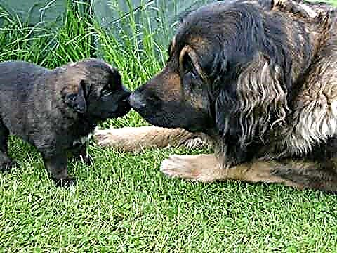 Kûçikê Leonberger