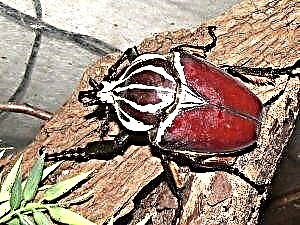Goliath beetle - qhov nyuaj tshaj plaws hauv lub ntiaj teb