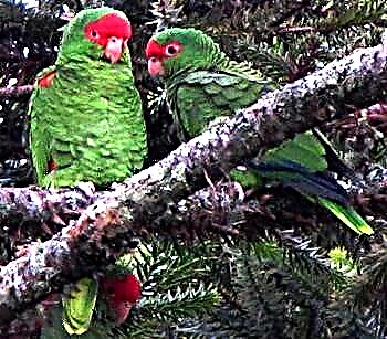 Amazon red-tailed (Amazona brasiliensis)