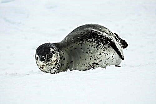Watter diere in Antarktika woon - soorte, name, beskrywing, foto's en video's