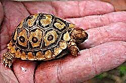 Stigmochelys pardalis (Panther tortoise)