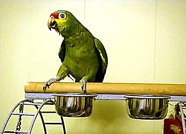 Ntsej muag liab Amazon - tus parrot uas muaj yeeb yuj plumage