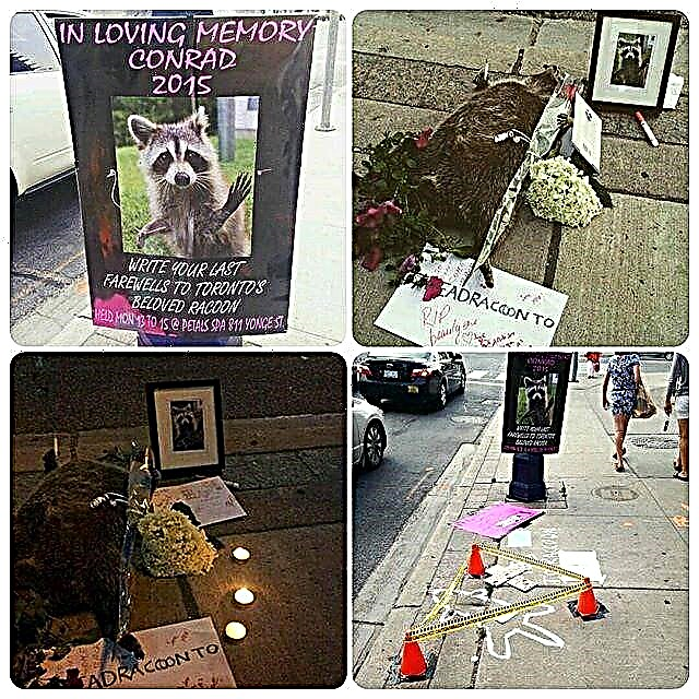 کانادایی ها یادبودی را در خیابان و اطراف یک راکون مرده برپا کردند