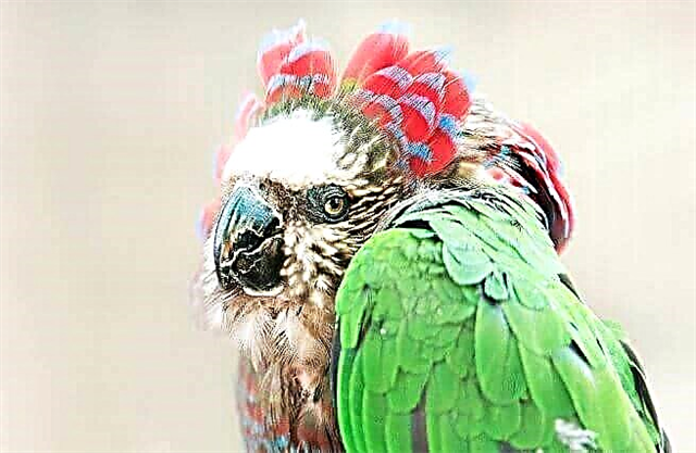 Fan parrot