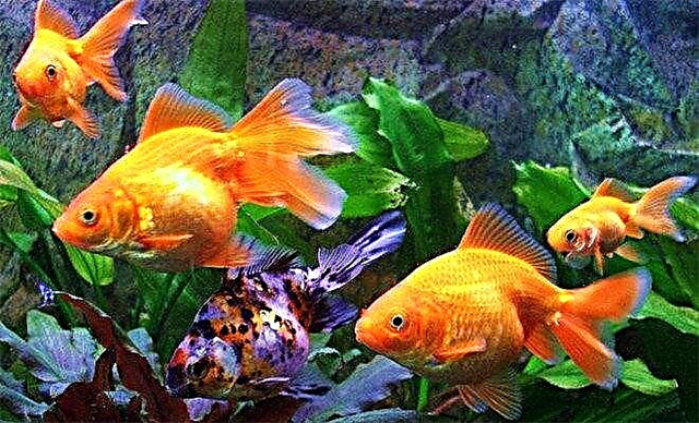 Goldfish - modestes ak klere bèt kay