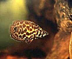Peshku ksenopoma leopard - një grabitqar i vogël me një gojë të madhe