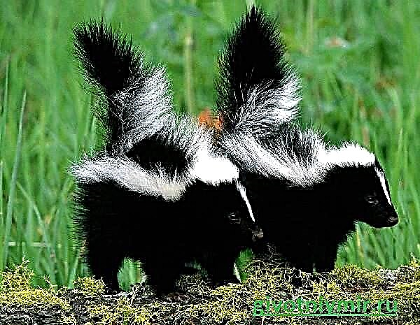 Stria skunk