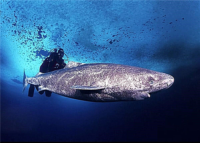 512-jarige haai in Groenland gevind