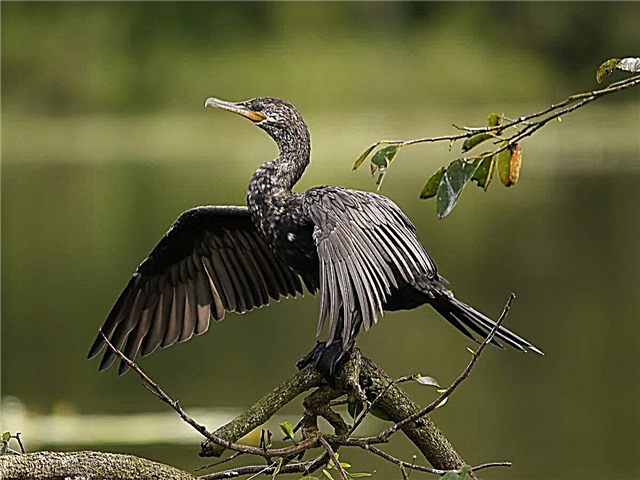 Saan nakatira ang mga cormorante sa ating bansa?