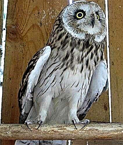 Owl құс