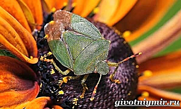 Beki Beetle