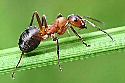 Symbiosis vun Ants a Blatläis: wéi eng glécklech Unioun briechen fir Planzen ze schützen?