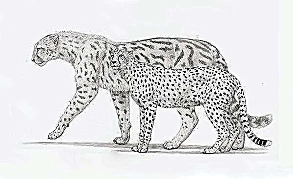 Opis, karakteristike, vrste, način života i stanište geparda