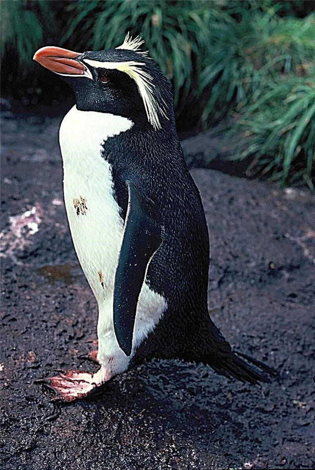Penguin za eyebrow