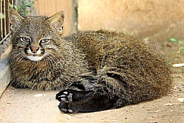 Pampass cat: mabaw nga predator gikan sa America