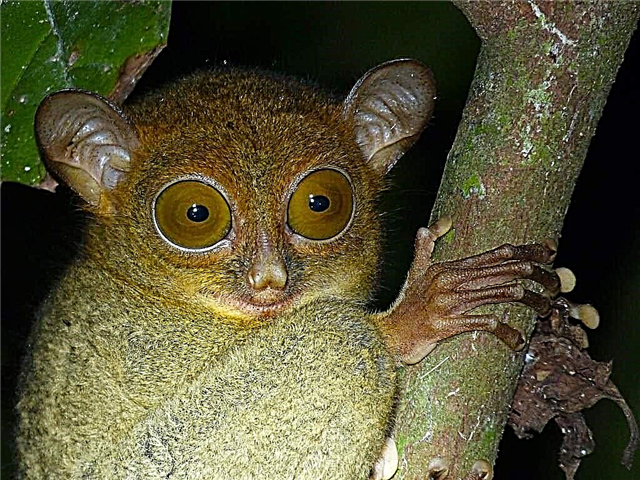 Western tarsier - usa ka gamay nga prutas nga balahibo