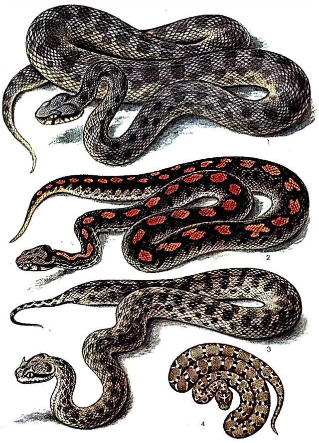 Семейство: Viperidae Гадюковые змеи, гадюки