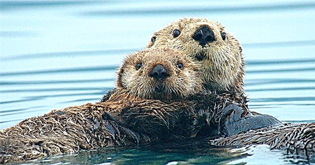 Sea Otter Sea Otter