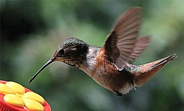 I-Hummingbird