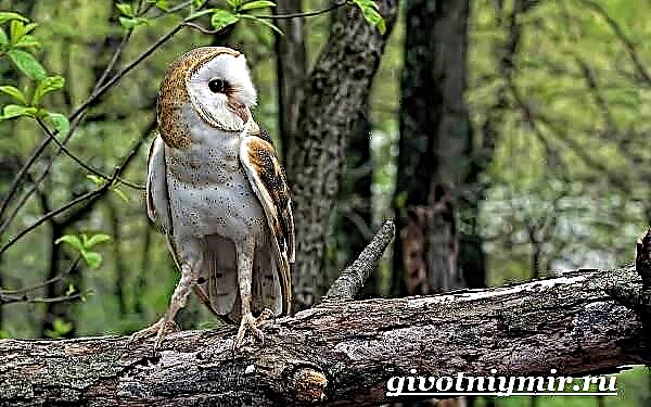 Barn Owl: priskribo, vivejo, foto