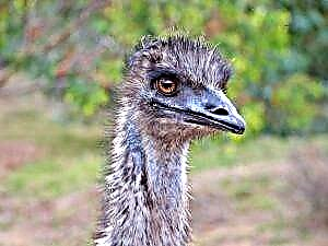 Mchawi Emu