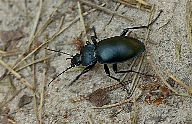 Ground beetle միջատ: Գետնանուշ բզեզի ապրելակերպ և կենսամիջավայր