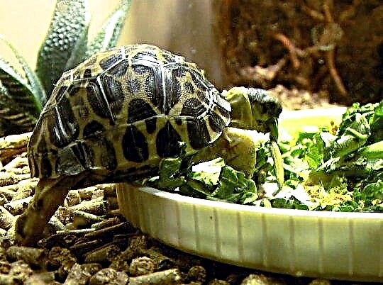 Kako se hrani kornjača