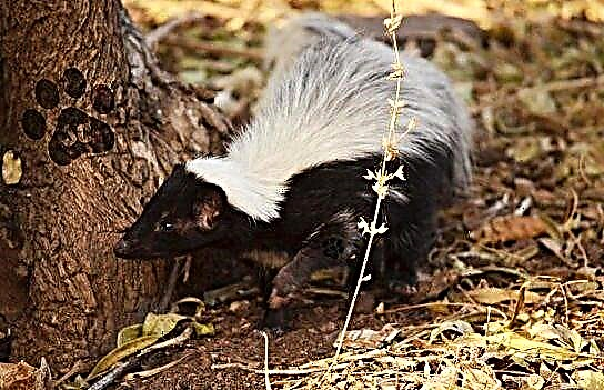 Mitti dog'li skunk - Meksikadagi eng kichik yirtqich