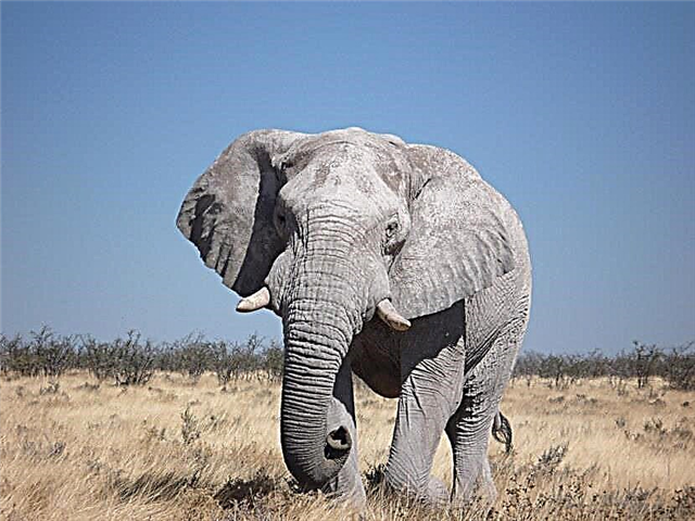 Indiako edo Asiako elefantea
