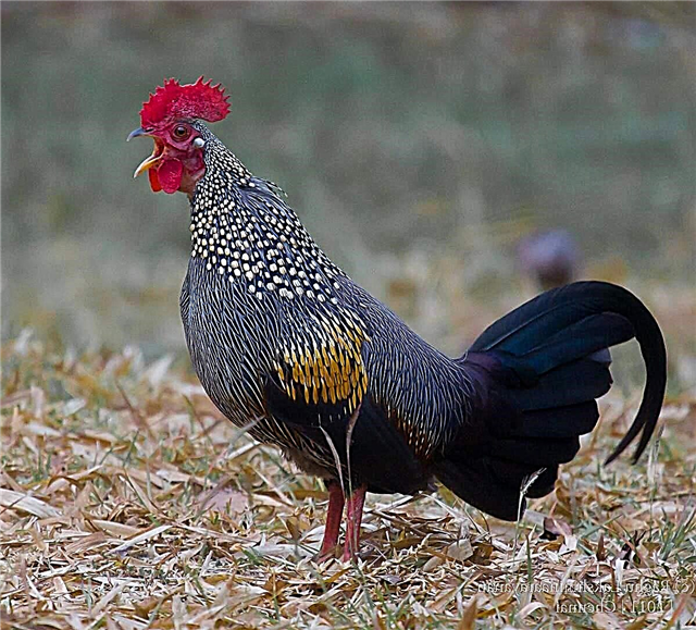 مرغ بانکی - پرنده گرمسیری وحشی
