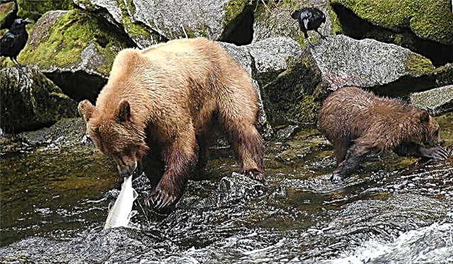 Aabo Kamchatka: Awọn beari