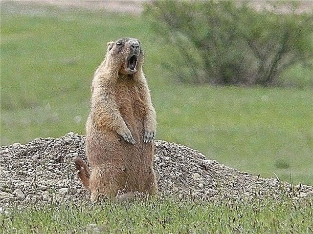 Kumaha tapak stok groundhog marmot cicing