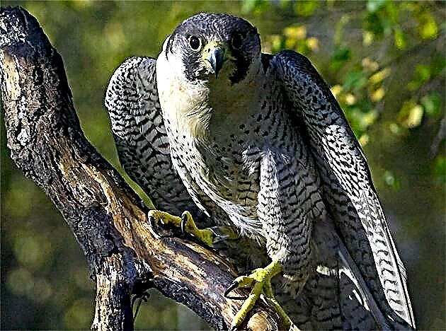 Falcon qushi