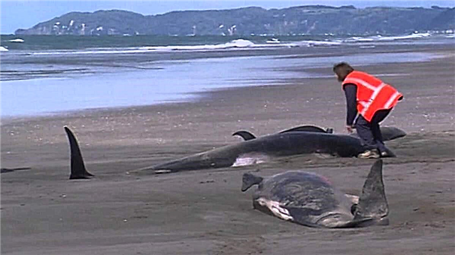 Во Мексико, педесет и два кита се привлекоа на брегот