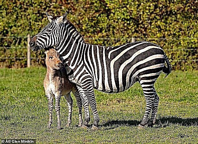 Donkra - zebra ili magarac?