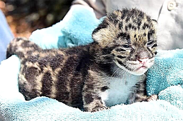 ສວນສັດ Miami ໄດ້ສະແດງໃຫ້ເຫັນ cubs leopard ທີ່ສູບຢາເປັນຄັ້ງ ທຳ ອິດ)