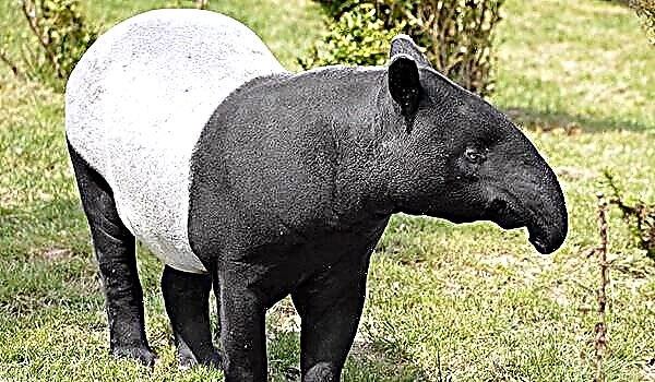 Black tapir