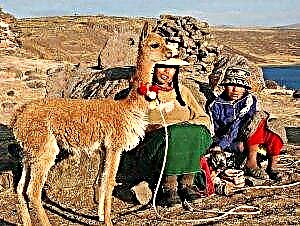 Kafshë vikuna. Stili i jetesës dhe habitati i Vicuna