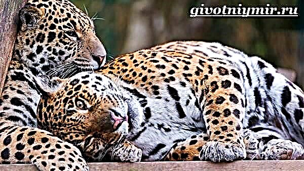 Animal de leopardo